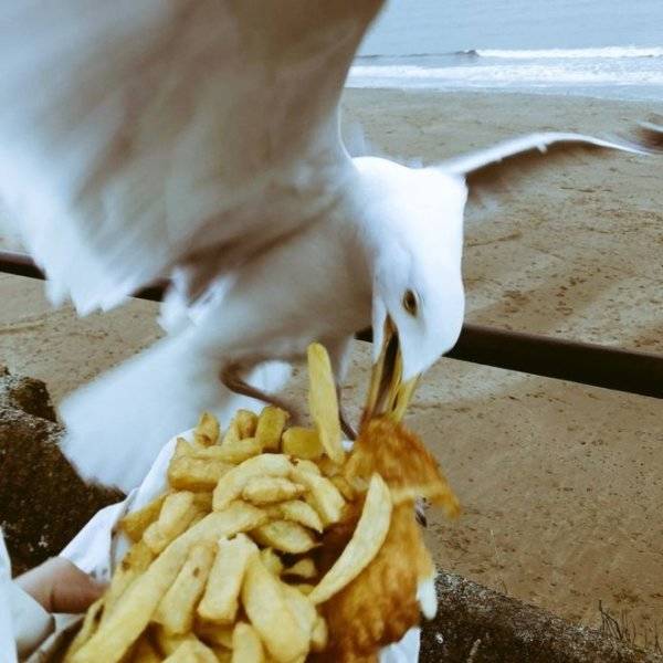 Seagulls Stealing Food Are Funny And Terrifying