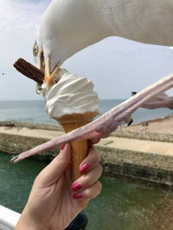 Seagulls Stealing Food Are Funny And Terrifying