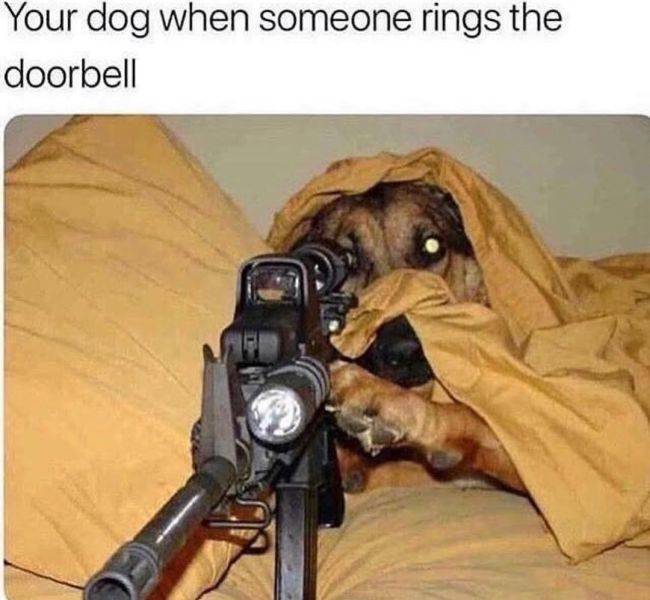 Dogs Love These Memes!