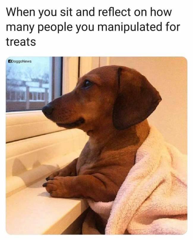 Dogs Love These Memes!