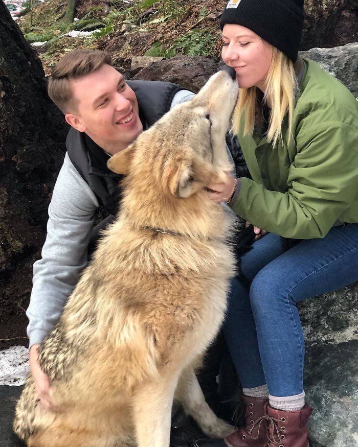 You Can Visit This Island Full Of Friendly Wolves!