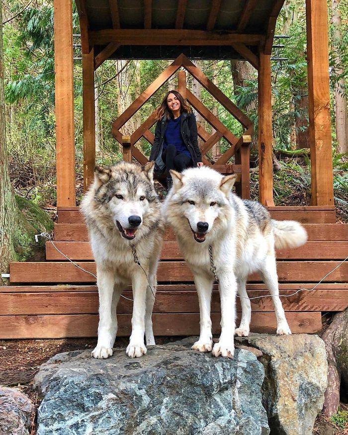 You Can Visit This Island Full Of Friendly Wolves!