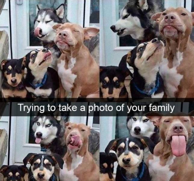 Dogs Rule Over Snapchat!