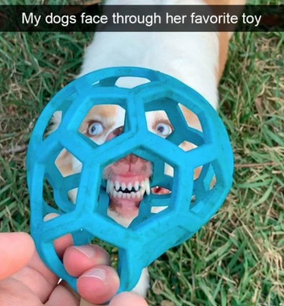 Dogs Rule Over Snapchat!