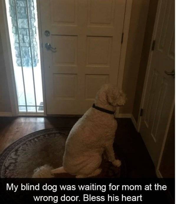 Dogs Rule Over Snapchat!