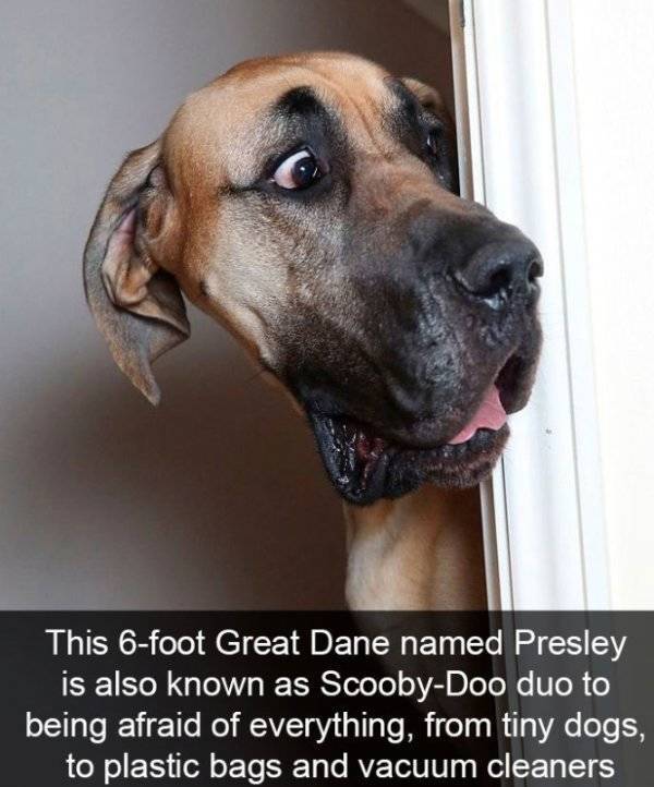 Dogs Rule Over Snapchat!