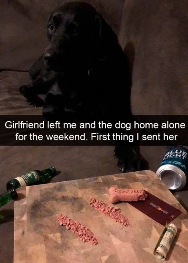 Dogs Rule Over Snapchat!