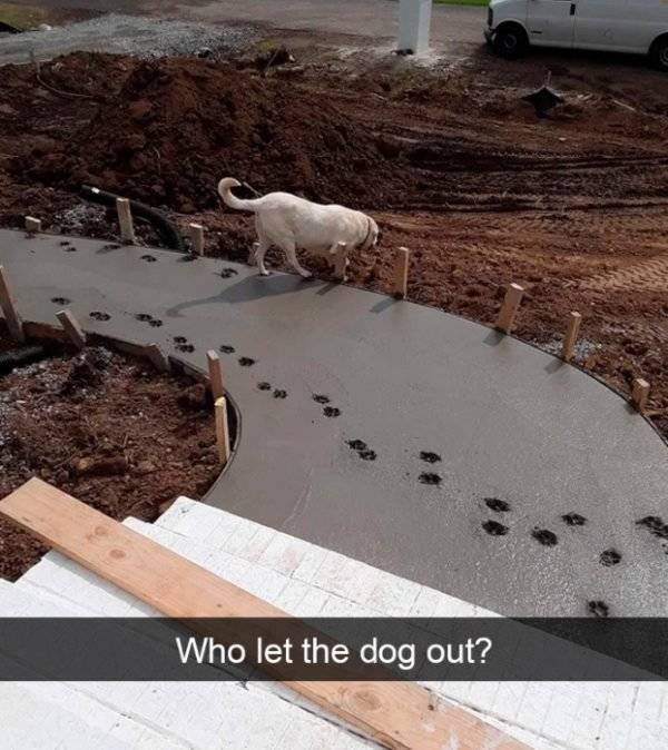 Dogs Rule Over Snapchat!