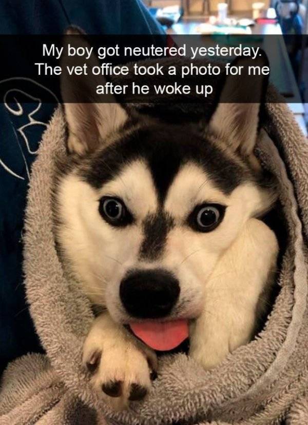 Dogs Rule Over Snapchat! (40 pics) - Izismile.com