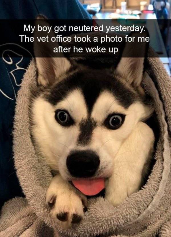 Dogs Rule Over Snapchat!