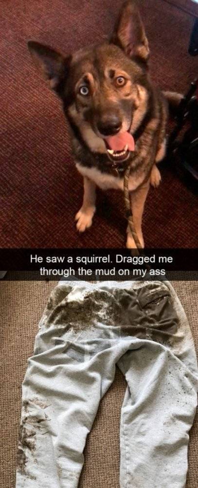 Dogs Rule Over Snapchat!