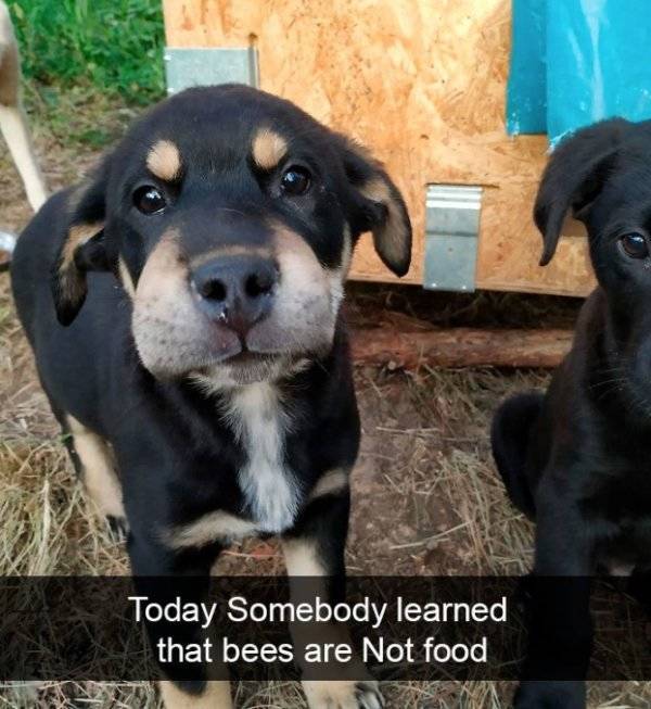 Dogs Rule Over Snapchat!