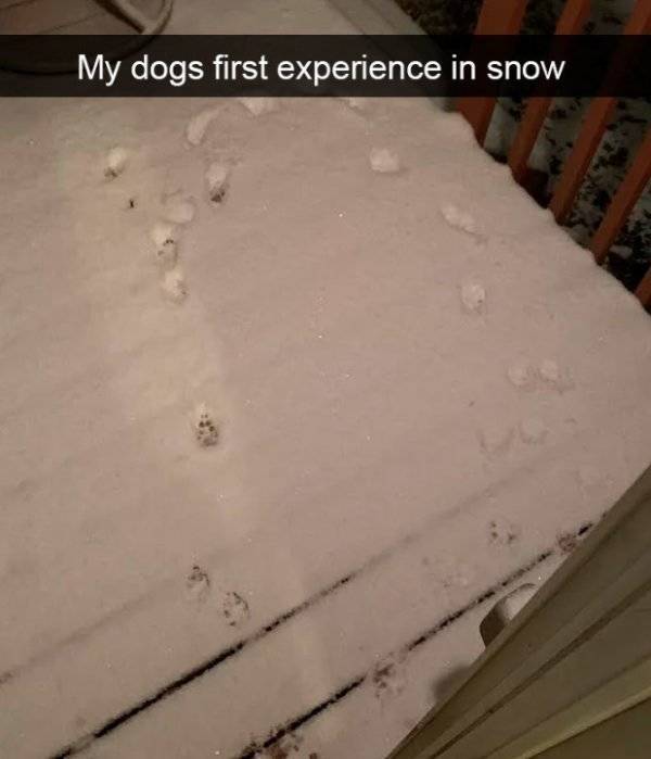 Dogs Rule Over Snapchat!