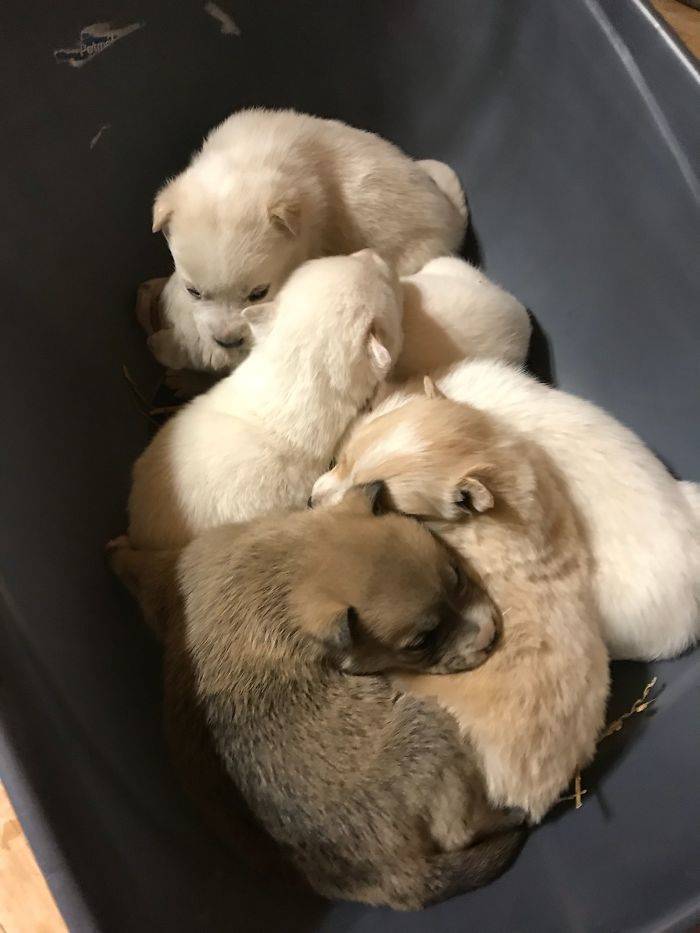 Six Puppies Survive Cold Weather Thanks To Their Mom, Get Saved By Humans