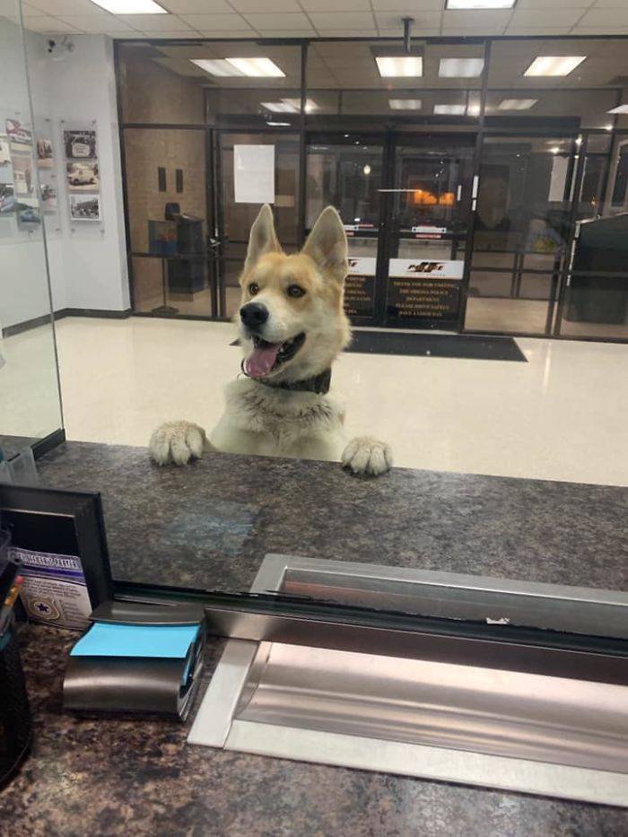 Hey Officer, Dog Here. Yes, I’m Missing