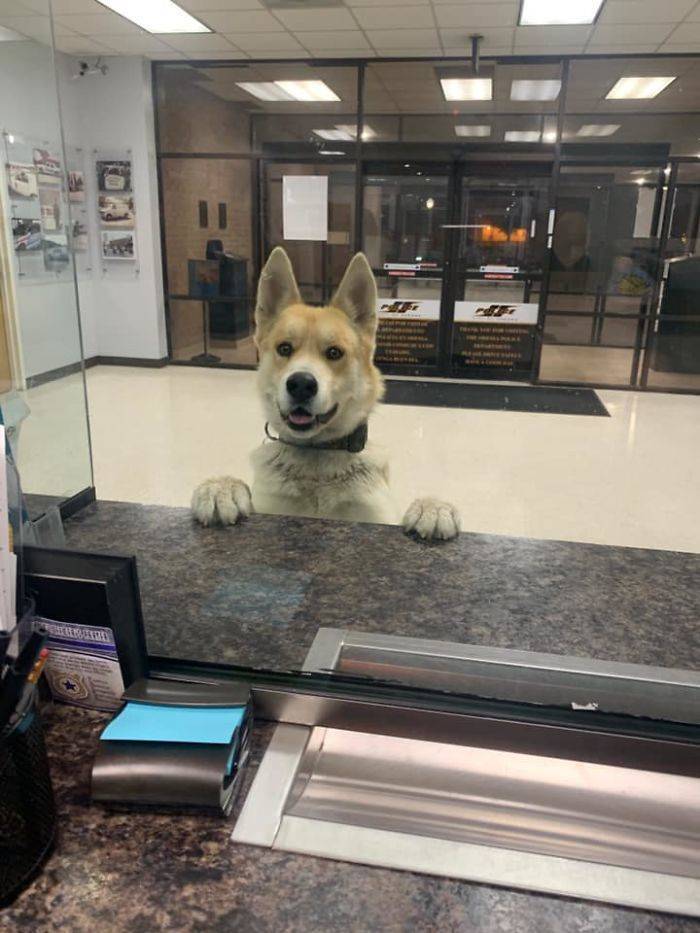 Hey Officer, Dog Here. Yes, I’m Missing