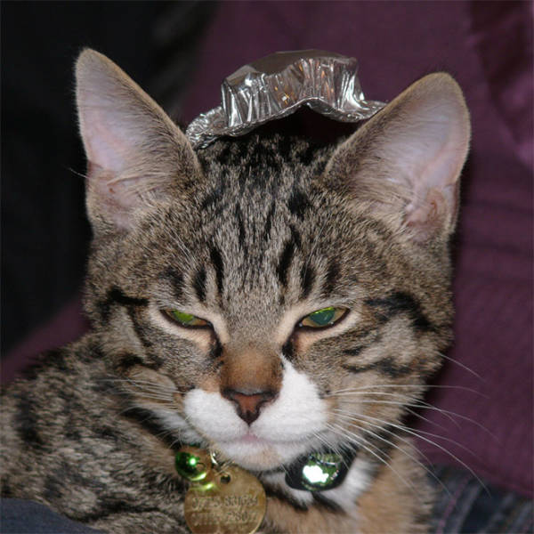 Protect Your Cat With A Tinfoil Hat!