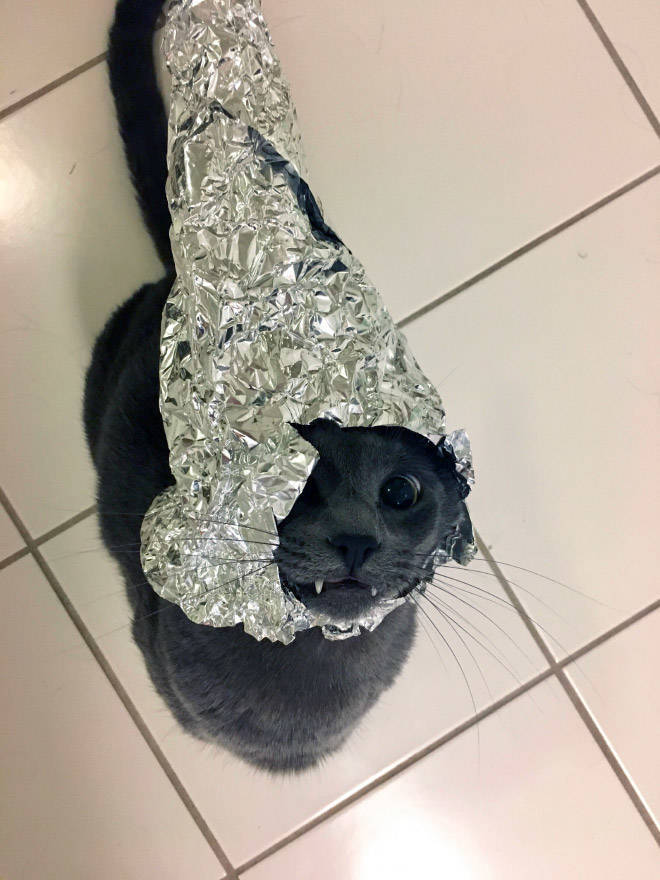 Protect Your Cat With A Tinfoil Hat!