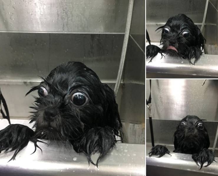These Animals Are Not Very Excited About Having A Bath