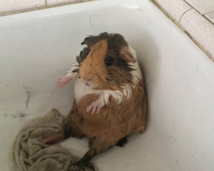 These Animals Are Not Very Excited About Having A Bath