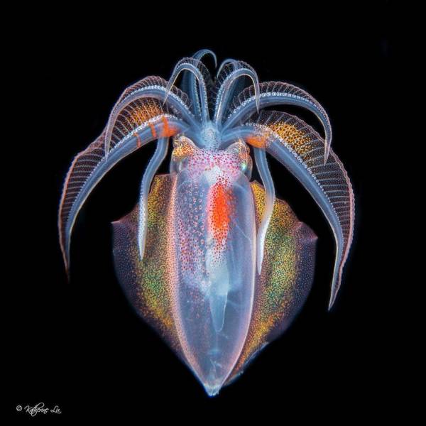 Let’s Dive Into “2020 Underwater Photographer Of The Year” Contest Winning Photos!