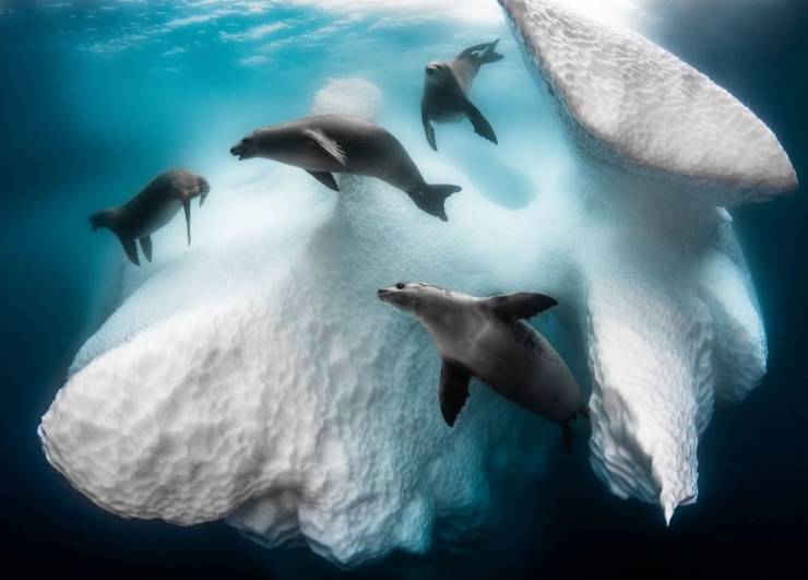 Let’s Dive Into “2020 Underwater Photographer Of The Year” Contest Winning Photos!