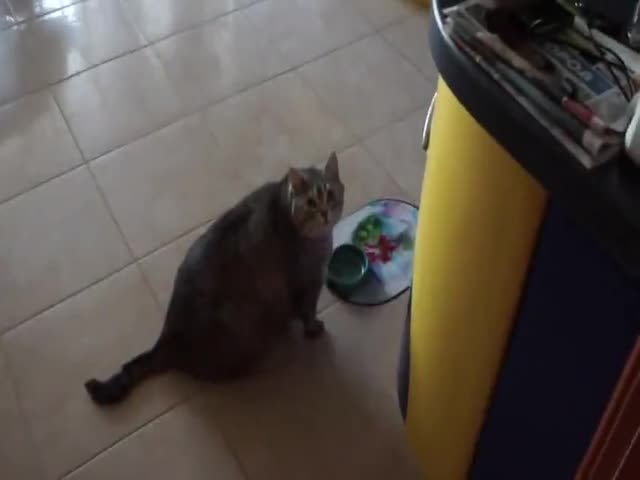 This Poor Starved Cat Has Absolutely Nothing To Eat!