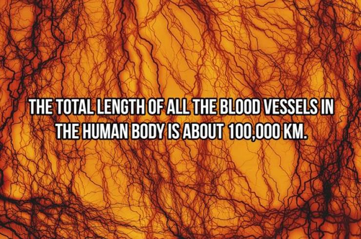 Human Body Is Incredible!