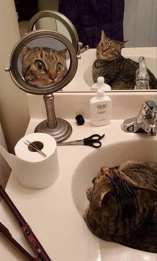 Just Don’t Laugh…