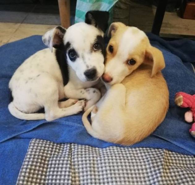 Warm Your Heart With These Adopted Pet Stories