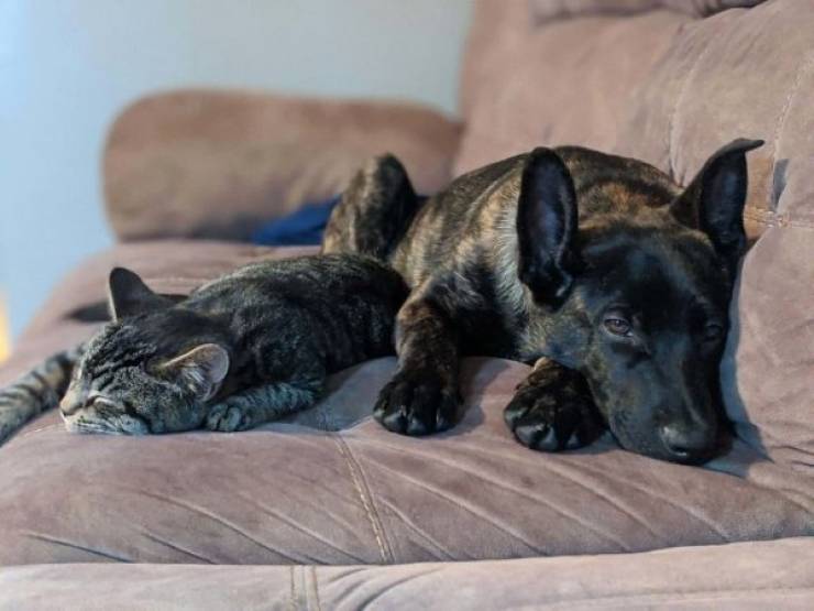 Warm Your Heart With These Adopted Pet Stories