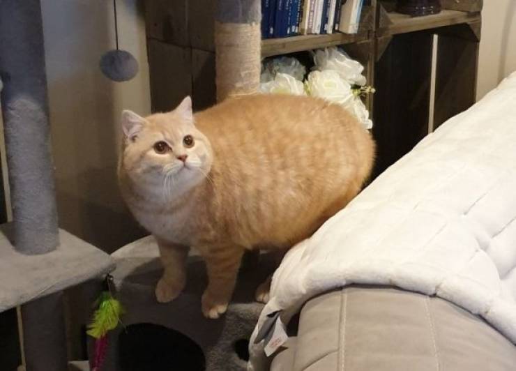 Warm Your Heart With These Adopted Pet Stories