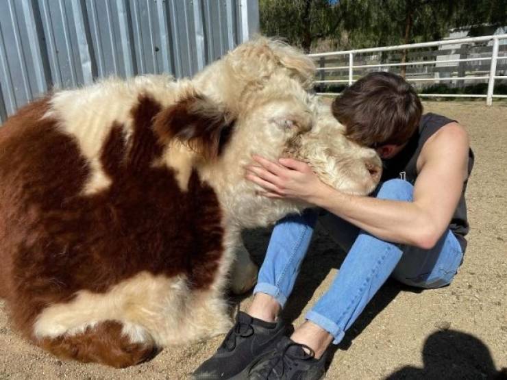 Warm Your Heart With These Adopted Pet Stories