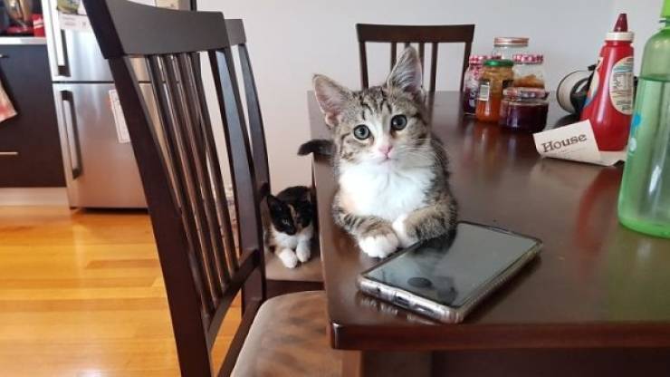 Warm Your Heart With These Adopted Pet Stories