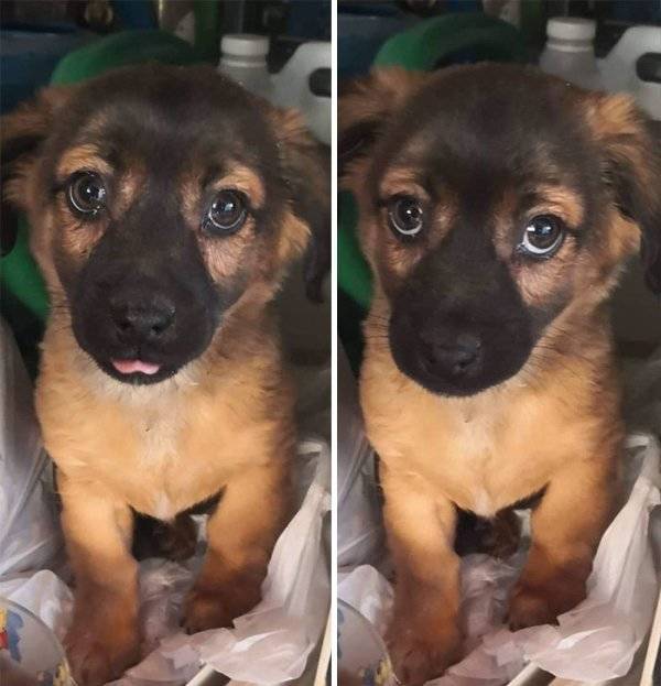 Warm Your Heart With These Adopted Pet Stories