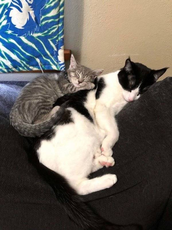 Warm Your Heart With These Adopted Pet Stories