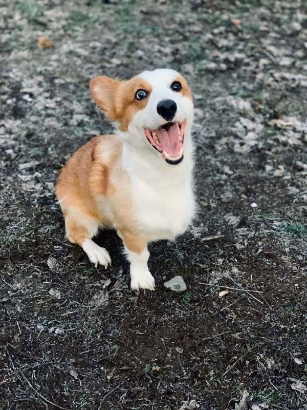 Warm Your Heart With These Adopted Pet Stories