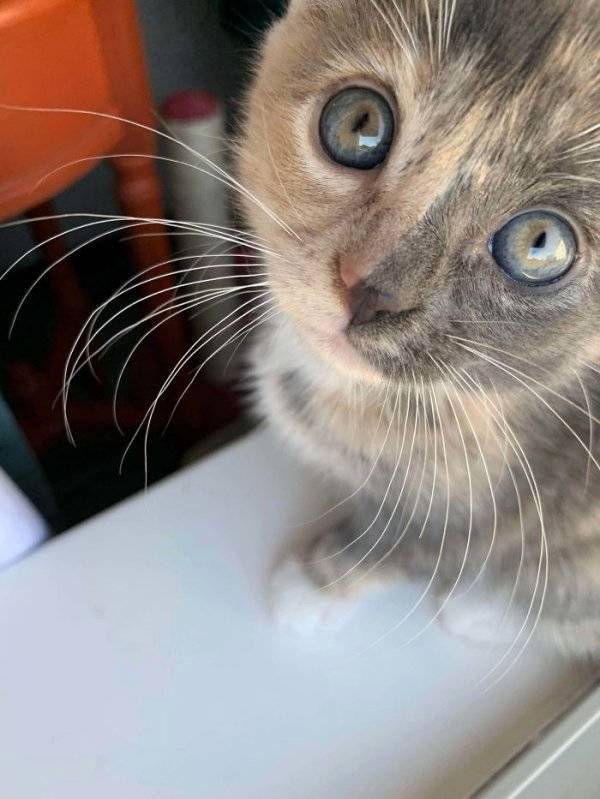 Warm Your Heart With These Adopted Pet Stories
