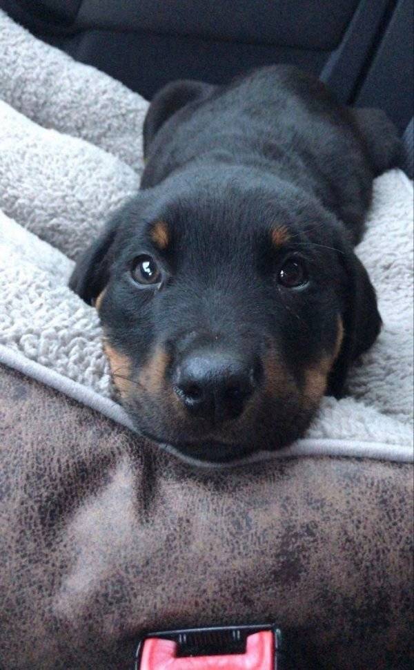 Warm Your Heart With These Adopted Pet Stories