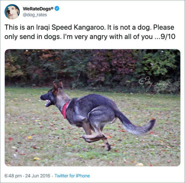They ONLY Rate Dogs!
