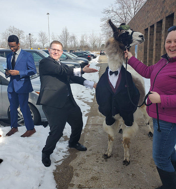 Guy Promises To Crash His Sister’s Wedding With A Llama, Delivers Five Years Later