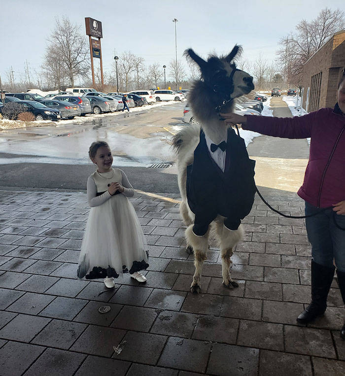 Guy Promises To Crash His Sister’s Wedding With A Llama, Delivers Five Years Later
