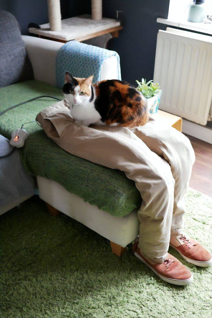 Super-Clingy Cat Gets Tricked By Her Owners