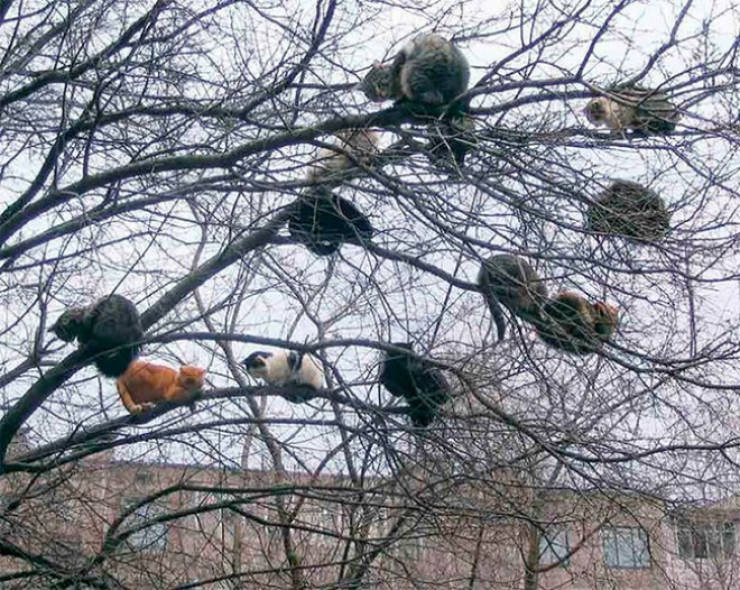 Spring Is The Season When Cats Fly Back From The South