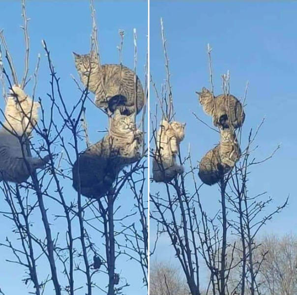 Spring Is The Season When Cats Fly Back From The South