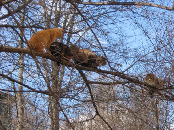 Spring Is The Season When Cats Fly Back From The South