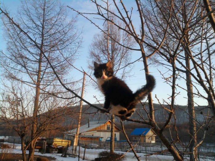 Spring Is The Season When Cats Fly Back From The South