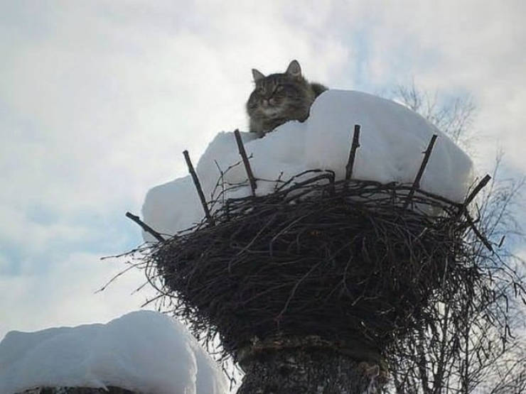 Spring Is The Season When Cats Fly Back From The South