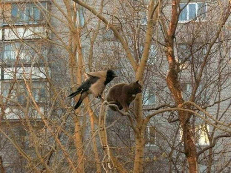 Spring Is The Season When Cats Fly Back From The South