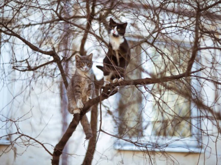Spring Is The Season When Cats Fly Back From The South